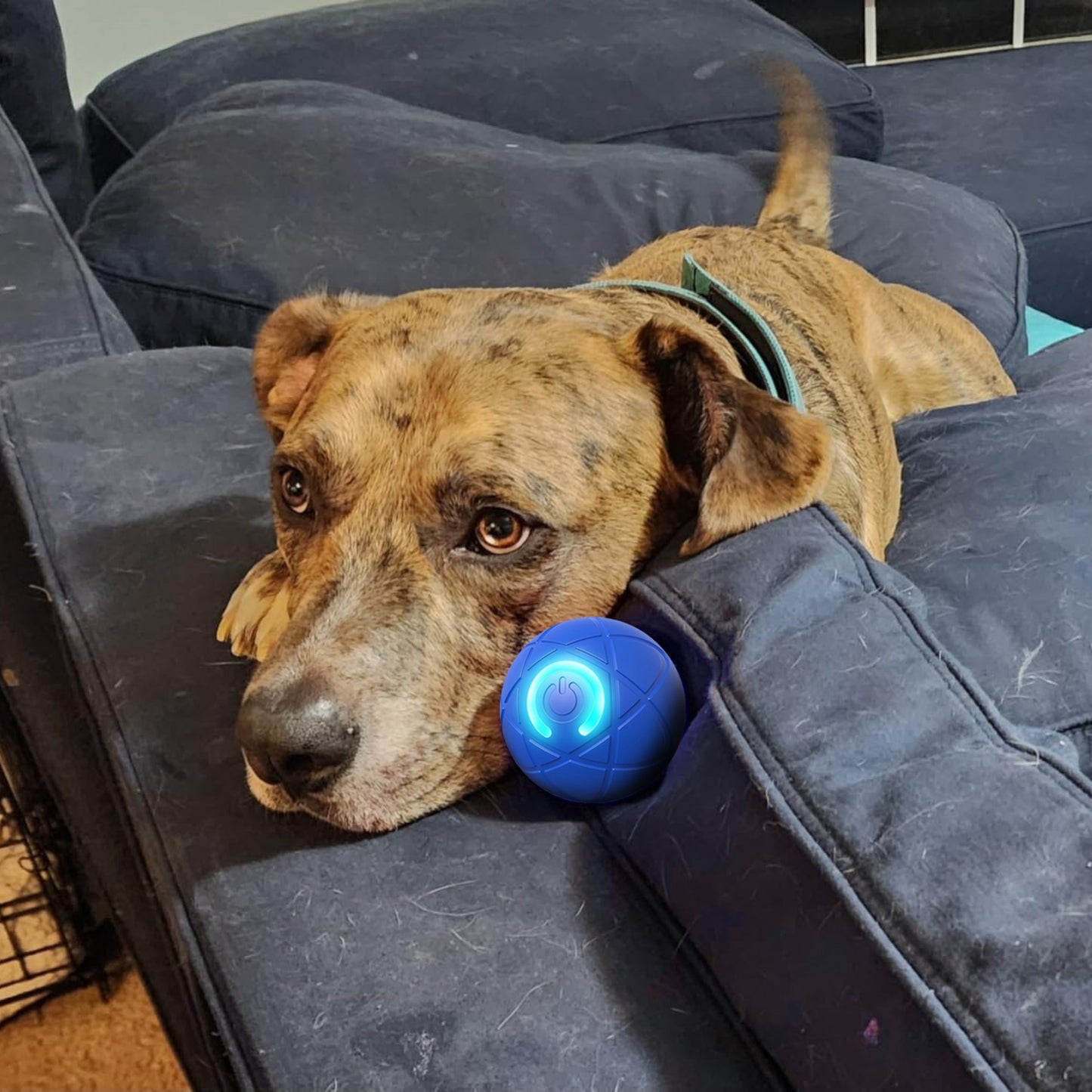 PlayPounce™ Smart Speelbal